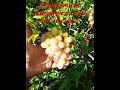 виноградарство в Тамбове