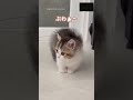 先住猫にぶわぁ～しちゃう子猫