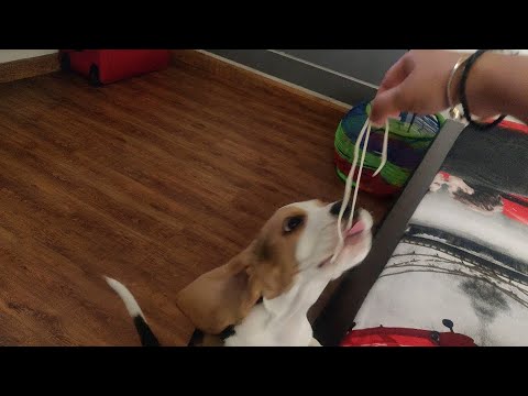 Simba The Beagle - Noodle Eating Machine!!! hungry cute beagle puppy..Discount code in description