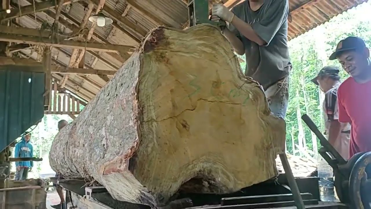 Extreme dangerous giant wood processing work in sawmill - YouTube