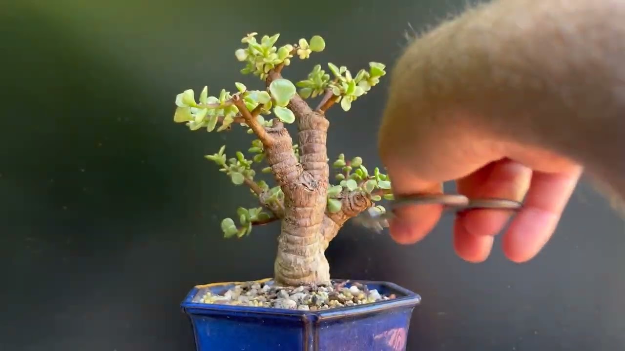 Школа обрезки бонсай Тома