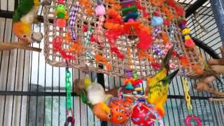 Casero Para Cool By Loros Parrots Juguete 3Lcjq4A5R