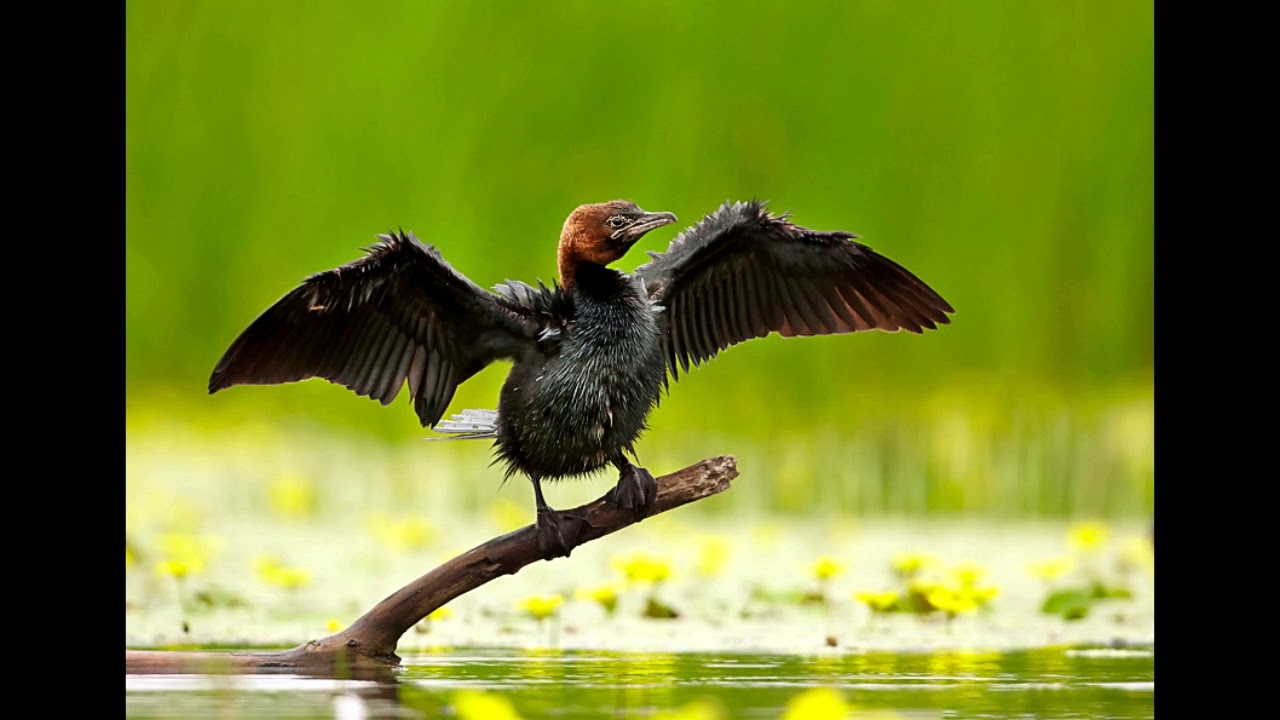 Phalacrocorax pygmaeus