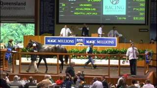 Ad Valorem x Rightful Lady Yearling Colt (Magic Millions Sales Ring Footage)