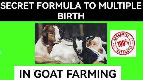 Hidden Secret Formula Of Multiple Births (Twins) In Goat Farming