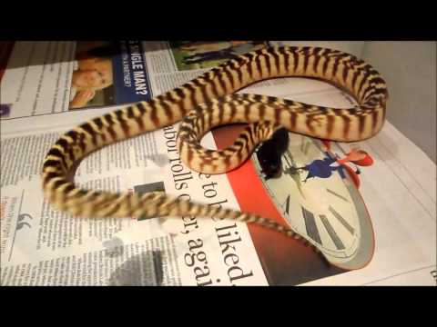 Black Head Python Bluff