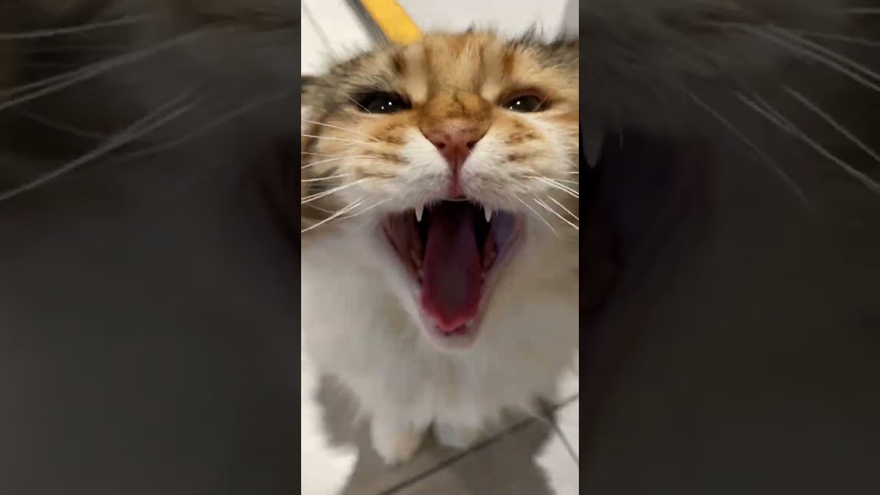 Watch This Adorable Cat Yawn! 🐱