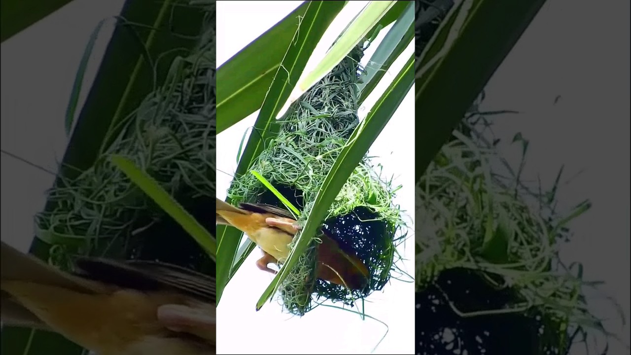 Baya Weaver Bird: The Architect of the Animal Kingdom 