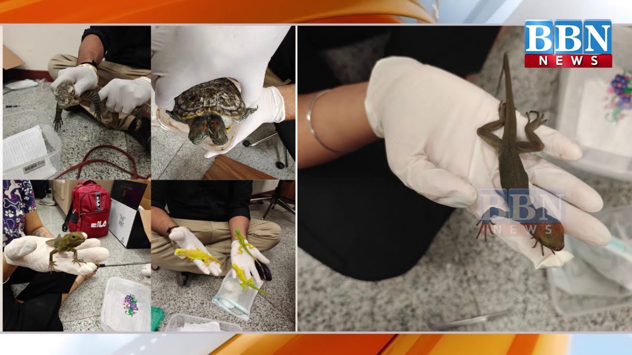 Hyderabad Airport Par Passenger ke Bag Se Mile Exotic Animals | Shamshabad Customs Action