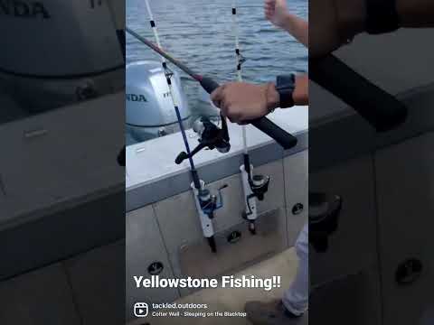Yellowstone cutthroat trout! #fishing #bass #shorts #fish #boat #lake #wyoming #video #summer