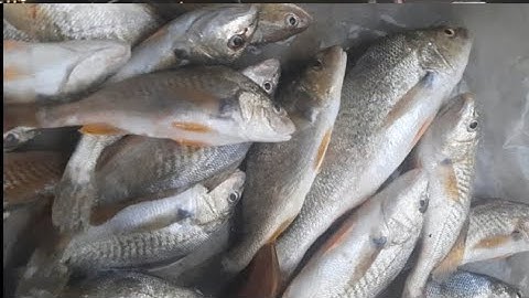 Mùa cá đù ở Texas, Hôm nay đi câu bị kiểm tra bằng, dính được con cá đù chúa 😁😁 #fishing. 