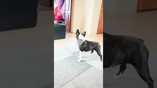 Adorable Boston Terrier's Playtime: Fetching Fun with a Ball!