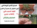 أسهل نبات عصاري صبار أم اللبن أو صبار قلم الرصاص كيف تسبب في إلتهاب عيني مع شرح لطريقة الإكثار أسهل نبات عصاري صبار أم اللبن أو صبار قلم الرصاص كيف تسبب في إلتهاب عيني مع شرح لطريقة الإكثار
