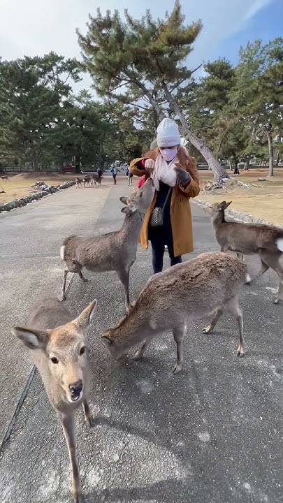 Not Sure What Happened To Them But The Deers Last Dec 2022 Are So not-sure-what-happened-to-them-but-the-deers-last-dec-2022-are-so