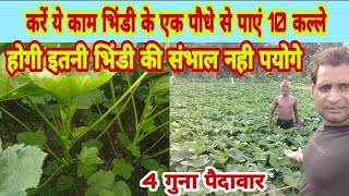 भिंडी के एक पौधे से 10 कल्ले कैसे पाएं|Radhika राधिका bhindi|How to get four times yield from Bhindi