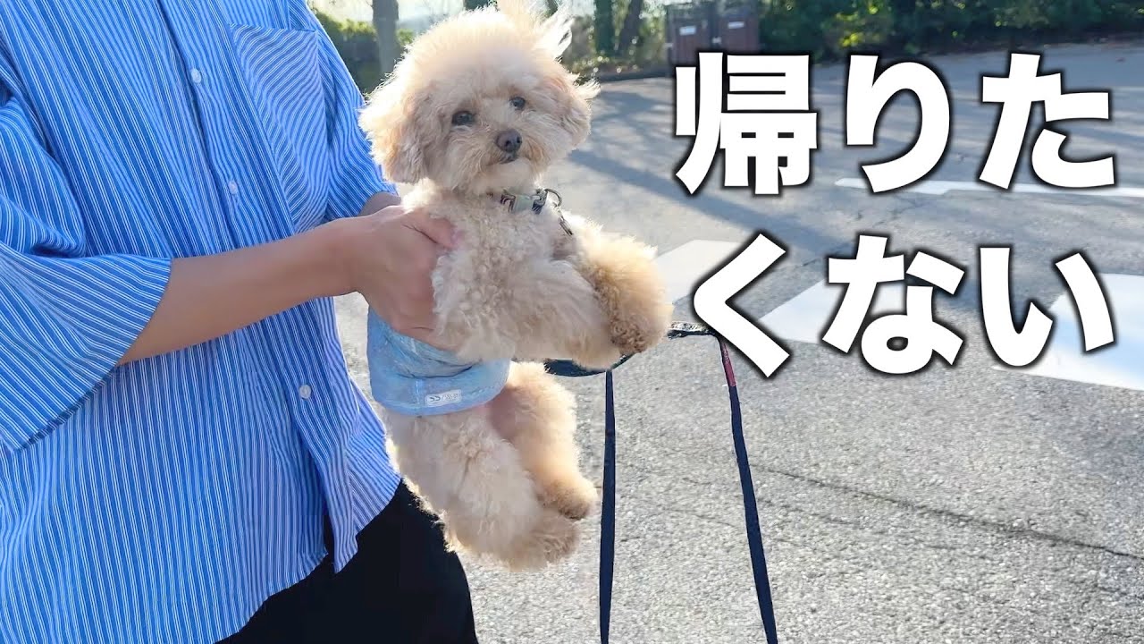 Собака и ферма/Красивый коллега/Холостяк/Япония