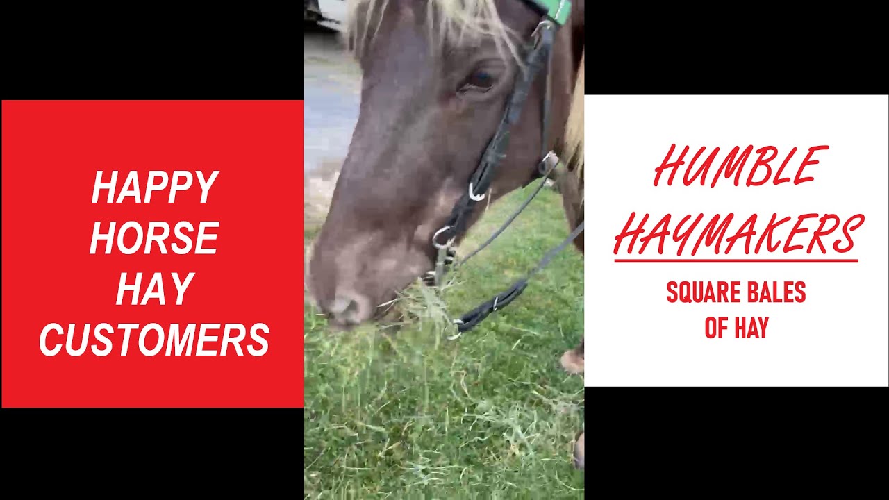 Happy Horse Hay Customers - Square Bales of Hay