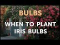 When to Plant Iris Bulbs