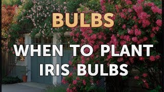 When To Plant Iris Bulbs