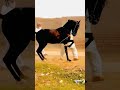 گھوڑا ڈانس Horse January2025 January2025
