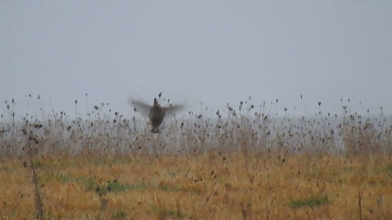 Greater Prairie Chicken displays at Kellerton Iowa Wildlife area, Iowa DNR by WillCFish Tips