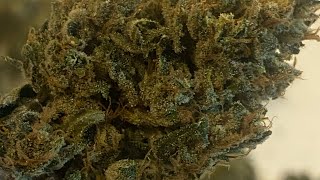 AUTOFLOWER QUEST 2: Trimming Purple Punch by Barney’s Farm.