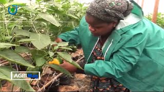 L'agriculture Sous Serre au Cameroun: AGRIMAG SUR STV AVEC CLAUDE ELLA