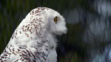 snowy owl call