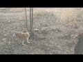 Хозяева Астрахани.