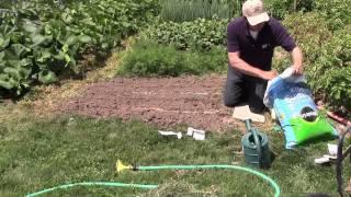 How to Plant and Grow Carrots