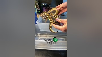 🐍 We had to Say Goodbye 🧪