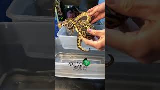 🐍 We had to Say Goodbye 🧪