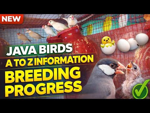 Java Bird Breeding Progress | Baby Birds & Egg Update #JavaBirdBreedingProgress #YoutubeVideo