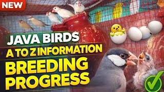 Java Bird Breeding Progress । Baby Birds & Egg Update # জাভা পাখির ব্রিডিং প্রোগ্রেস #Youtube Video