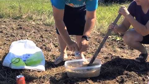 Soybean inoculation and planting for Africa