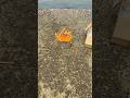 海辺にまだ生きてるエースが落ちてました/I Found Ace still alive by the Sea 【ONE PIECE ワンピース】#shorts