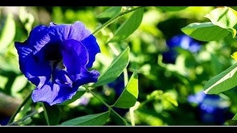 Hoa đậu biếc, công dụng, đặc điểm