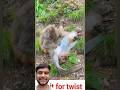 #funnymonkey #monkeyshorts #monkey #videoshort #shortsviral #viralvideo #animals