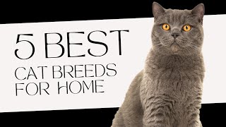 Best Cat Breeds For Home