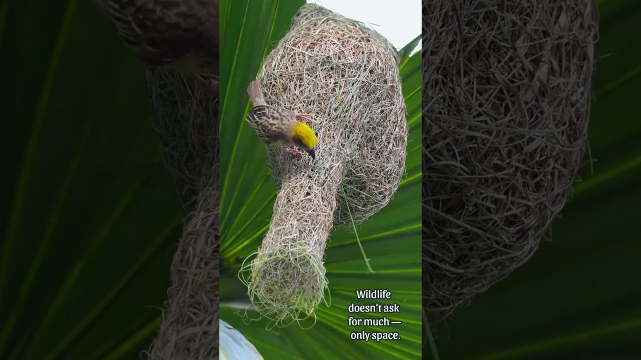 Природный портной &mdash; режим поддержания 🐦🪹 #птицы #ткачи #природа #гнездо