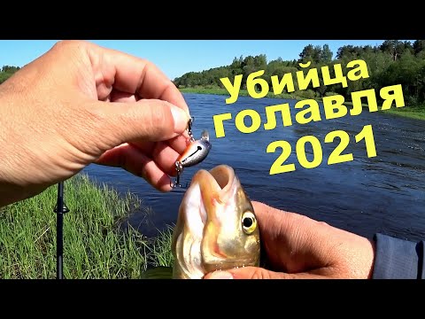 Убийца ГОЛАВЛЯ 2021 года. Река Западная Двина