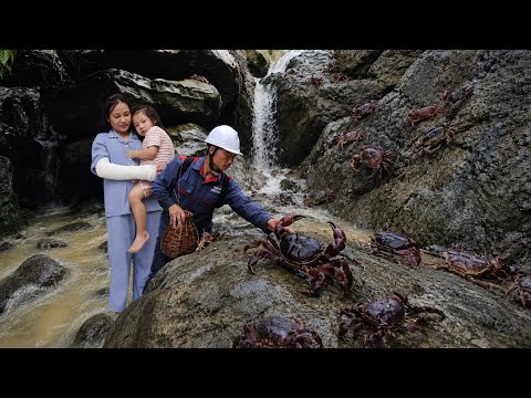 Catching Giant Mountain Crabs After Gathering Wild Herbs for My Family 