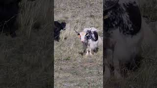 Горные яки - сарлыки. Алтай #алтай #горы #природа #животные #яки #сарлык
