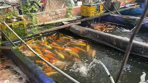 Chia sẻ kiến thức về cá chép tại Trại cá cảnh dì Tư