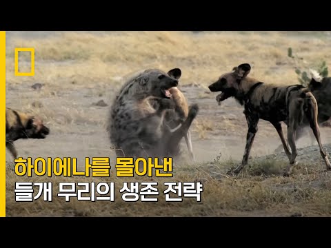무리의 생존을 건 끝장 승부, <strong>들개</strong> vs 하이에나