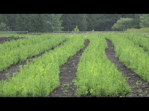 Все для сохранения лесного фонда