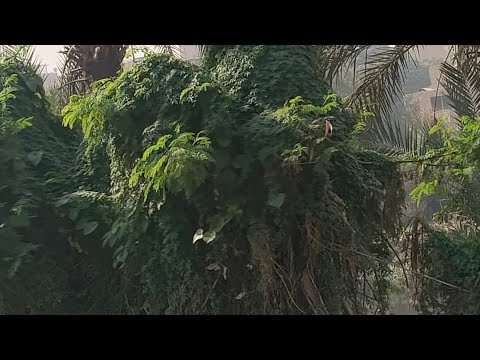 صب  آ ل   ور د   آ آ ح