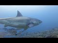 Great white shark  february 2023 at chain reef sodwana bay south africa