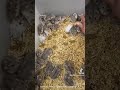 #動物好き #エキゾチック #ハムスター好き #ハムスターかわいい面白い #ハムスターのいる生活 #ハムスター #ハムスター癒し #ハムスター好きと繋がりたい #ハムスター動画 #ハムスターの日常