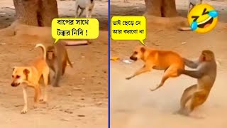 Funny Animals Activities  😂 | Funny Animals Video 2026 |   Mayajaal | Jk info | Mayajal